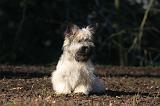 SKYE TERRIER 047